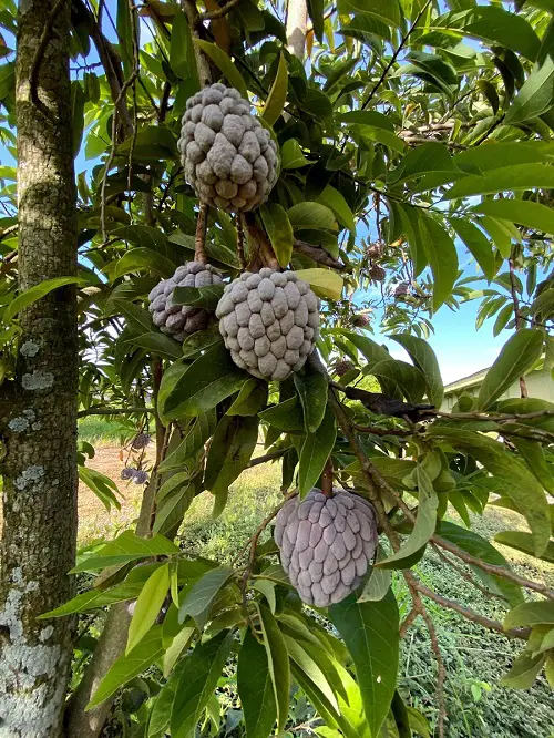 Fruit Trees that Grow Quickly 89