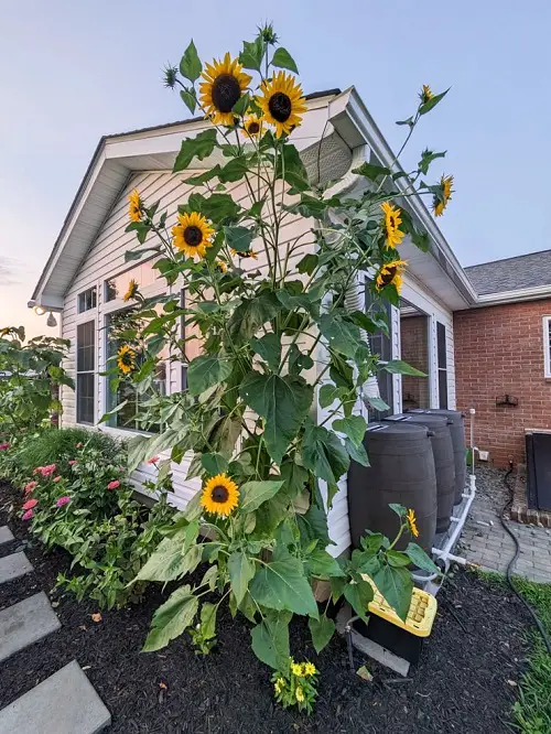 Sunflower For the Front of Your House