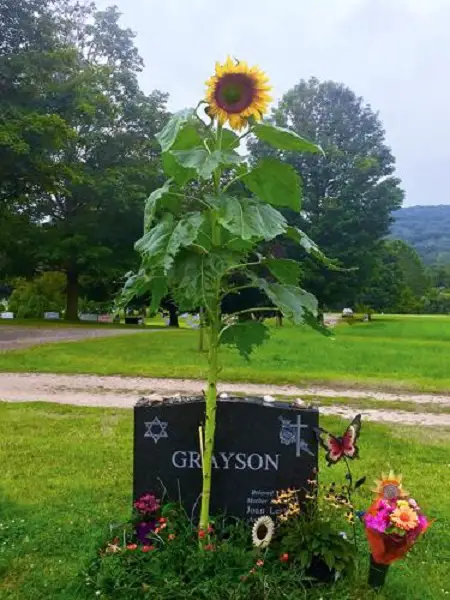 Flowers for Graves and Cemeteries in garden