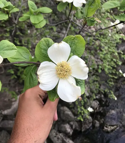 Swamp Flowers that Grow in Bogs 6