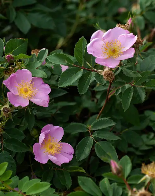 Louisiana Swamp Flowers 10