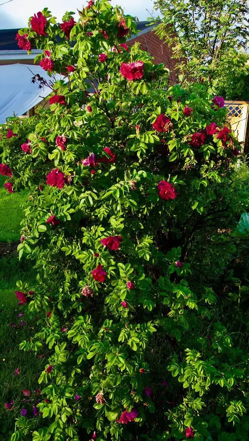 Flower Hedge Plants in garden 