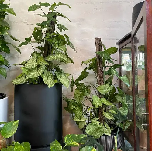 Vines That Grow Without Sunlight in home 