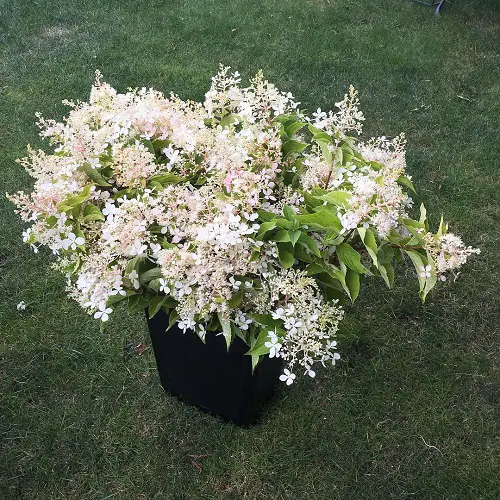Uncommon Hydrangea Varieties