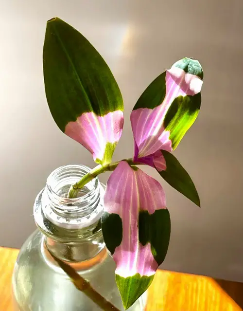 Trdescentia Grow in Water Indoors 56