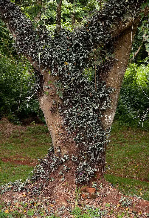 Wandering Dude on trees