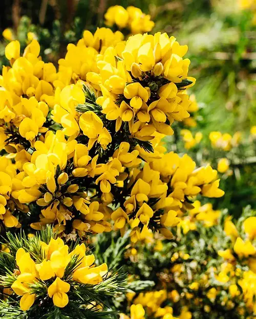 Flowers With Seed Pods That Pop 3