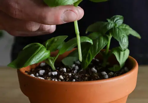 Unlimited Basil Plants in one pot