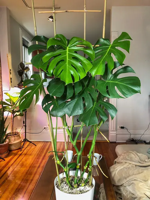 best methods to trellis monstera