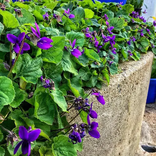Iran flowers in garden 