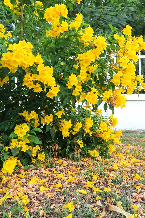 Beautiful Flower Hedge Plants in garden 45