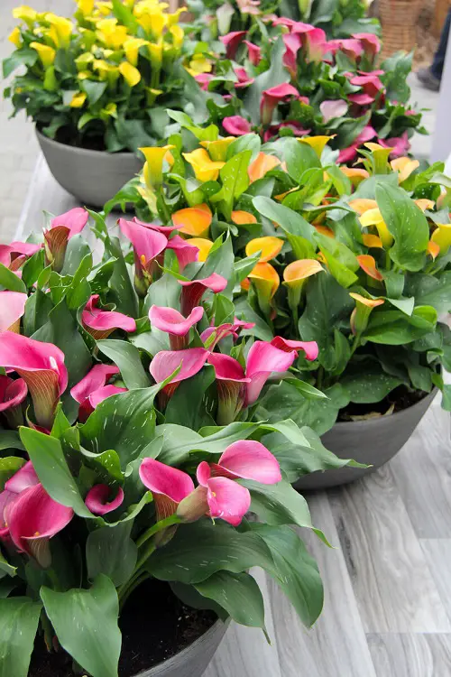Tulip like flowers indoor