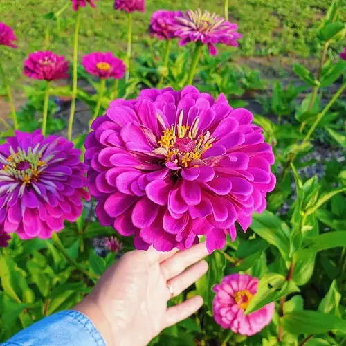 Flowers with a Lot of Petals