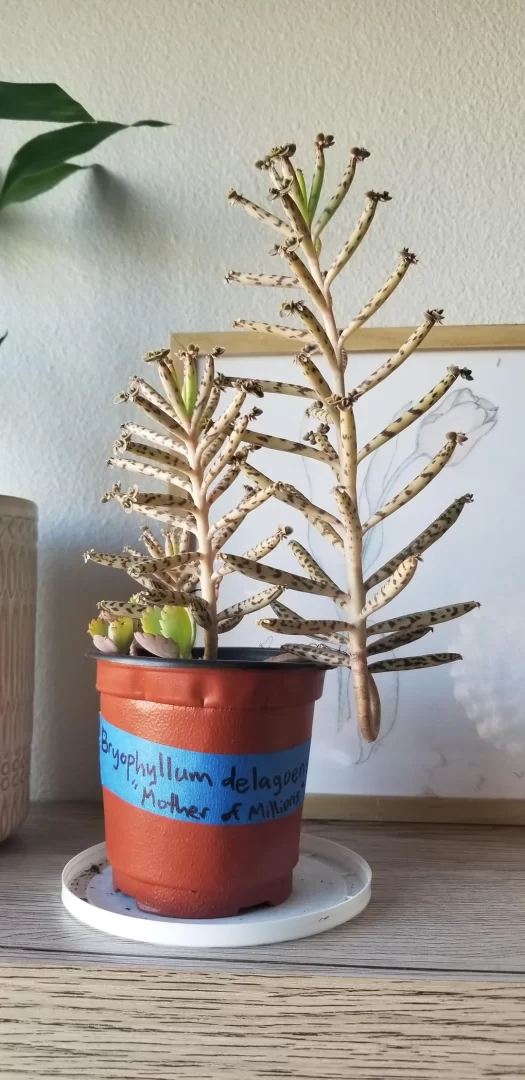 Indoor Plants that Naturally Look Like Bonsai