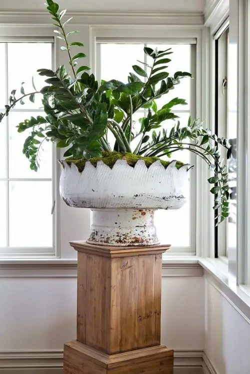 Growing ZZ Plants in the pot