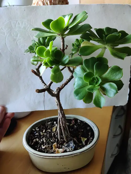 Amazing indoor Plants that Look Like Bonsai