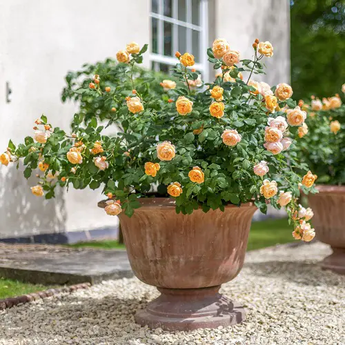 Best Pots For Roses