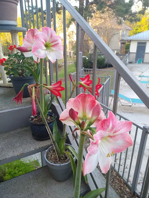 indoor plants out in summer 12