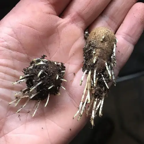 anemone with growing roots 