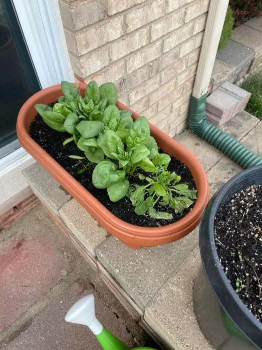 Vegetables to Plant This September in Pots for Fall Harvest