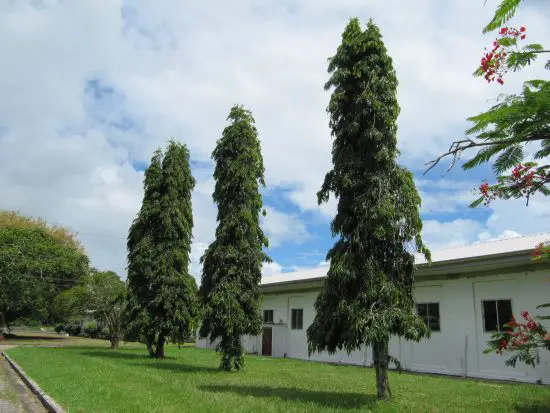 Trees That Start With A 78