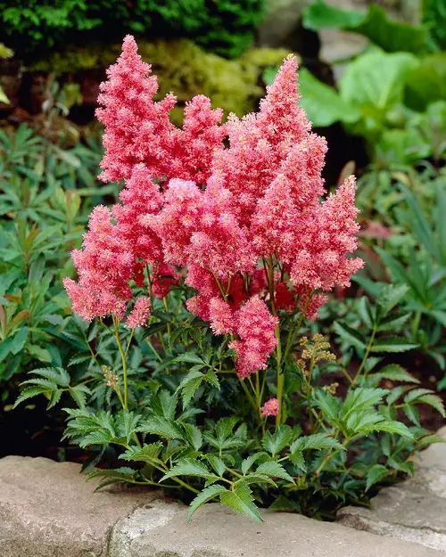 Cotton Candy flower grass 