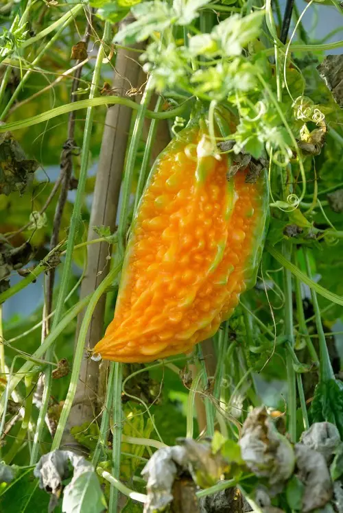 One Vegetable To Have Many 8