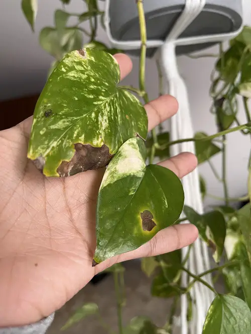 pothos with black and limp leaves