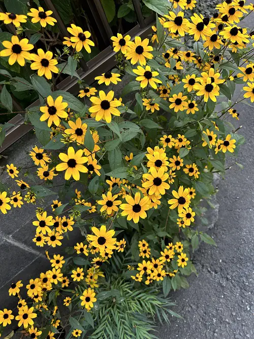 blooming black-eyed susan flower