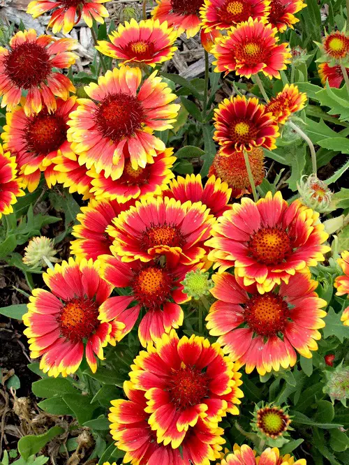 blanket flowers in full bloom 