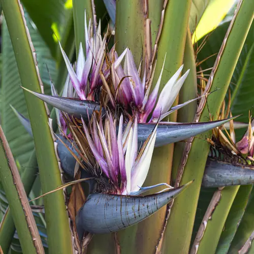 Amazing Palm Trees that Flower