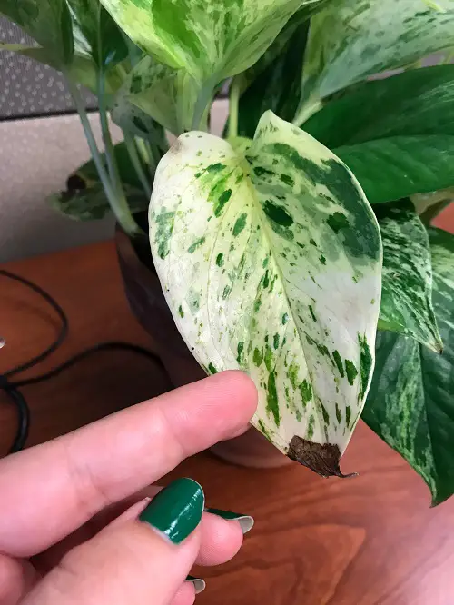 Dying Pothos 3