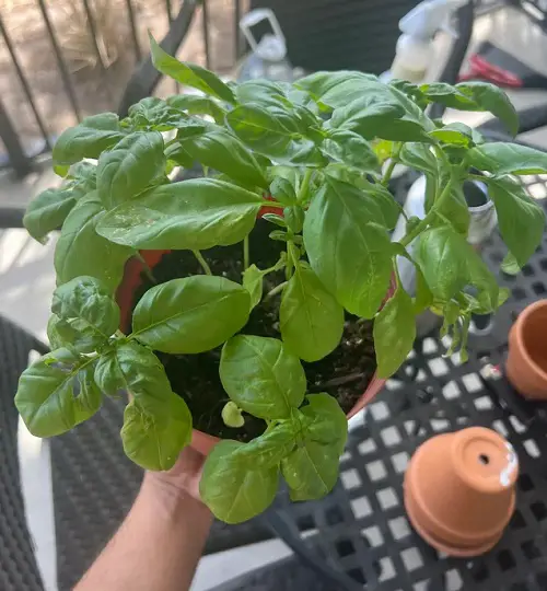 Unlimited Basil Plants in One Pot in garden