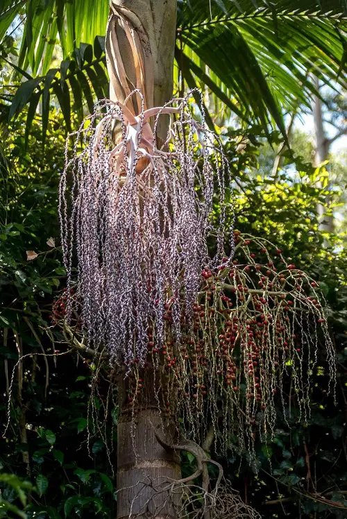 Palm Trees that Flower 4