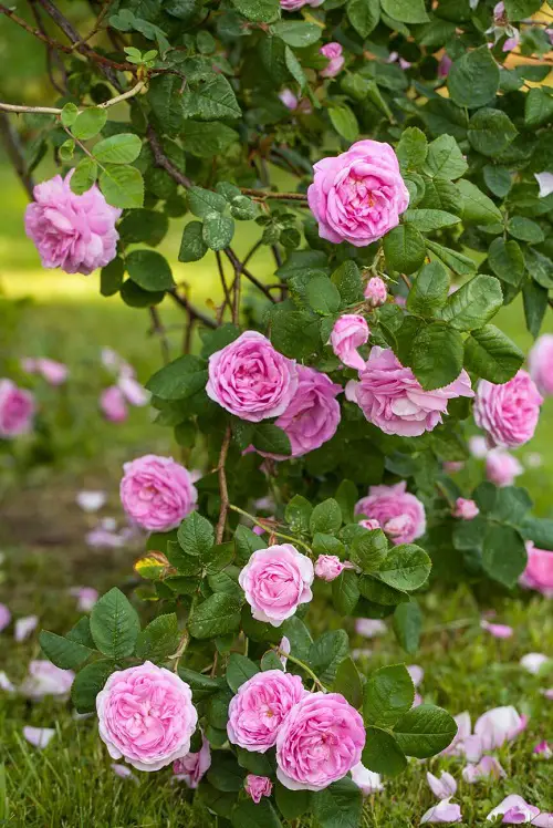 Flowers with a Lot of Petals
