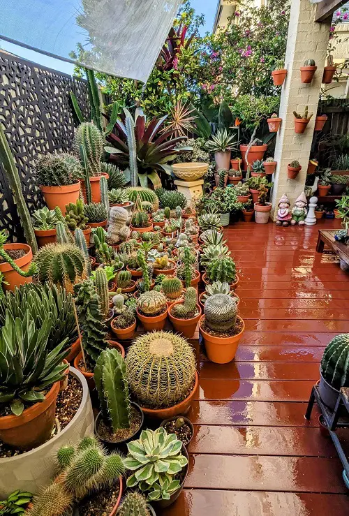 cactus and succulents combination