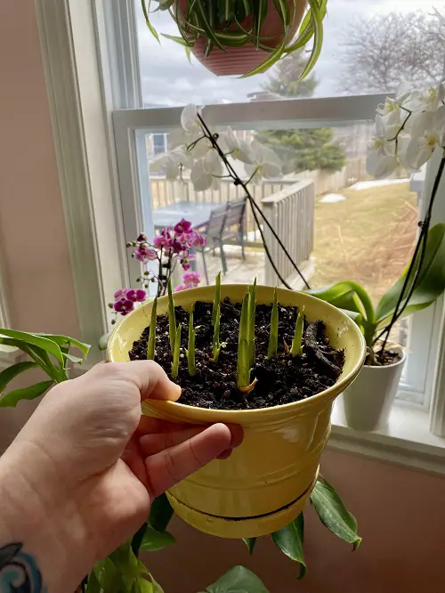 cala lily growing in a pot