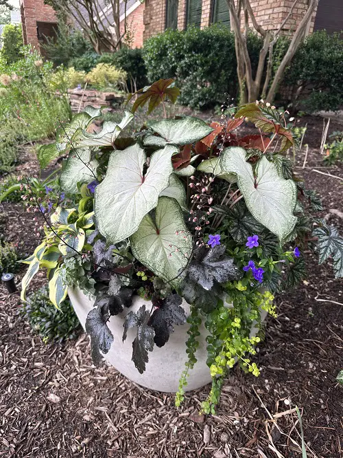 most suitable plants for summer