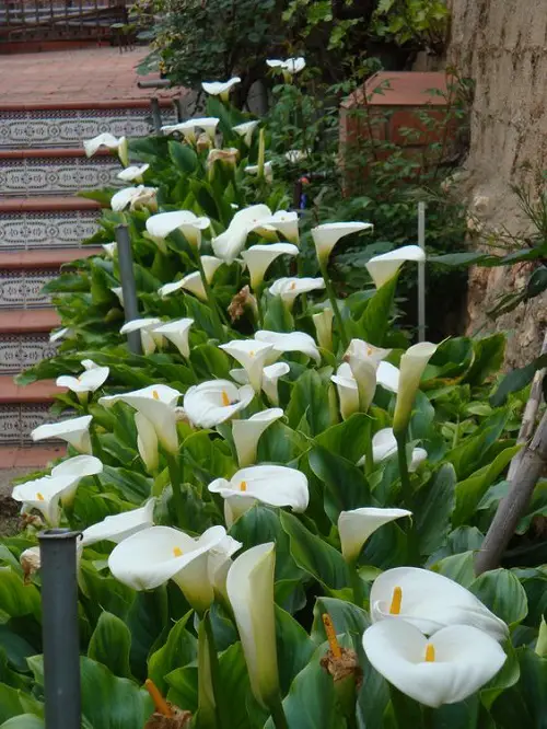Super Calla Lily Arrangement idea