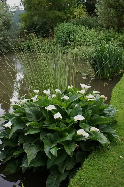 Calla Lily Arrangement ideas in garden 