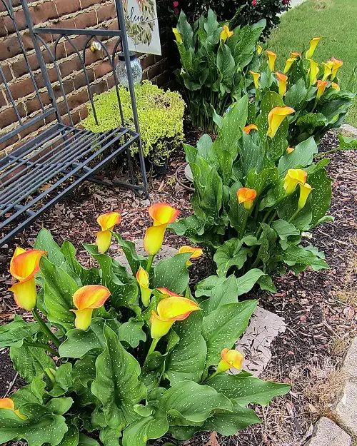 Amazing Calla Lily Arrangement in garden 