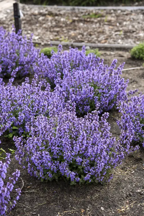 Long Lasting Perennials 6
