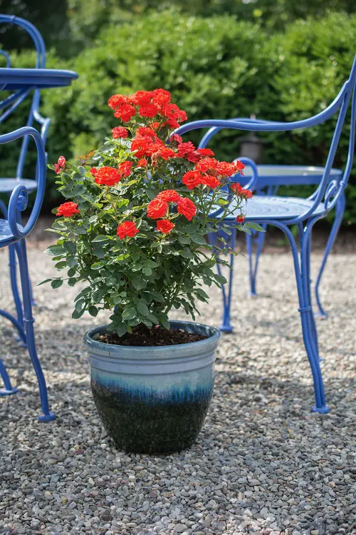 Best Pots For Roses in garden 