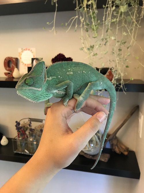 Plants Safe for Chameleons