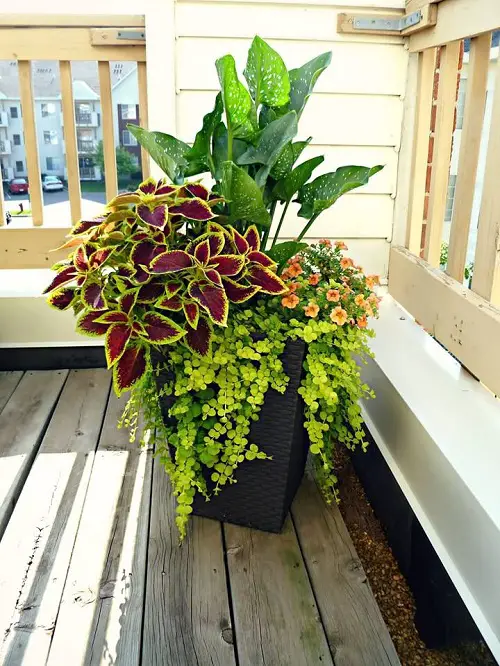 Calla Lily Arrangement in pot 
