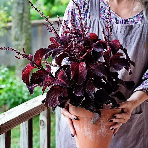 Plants with Red Foliage and Flowers