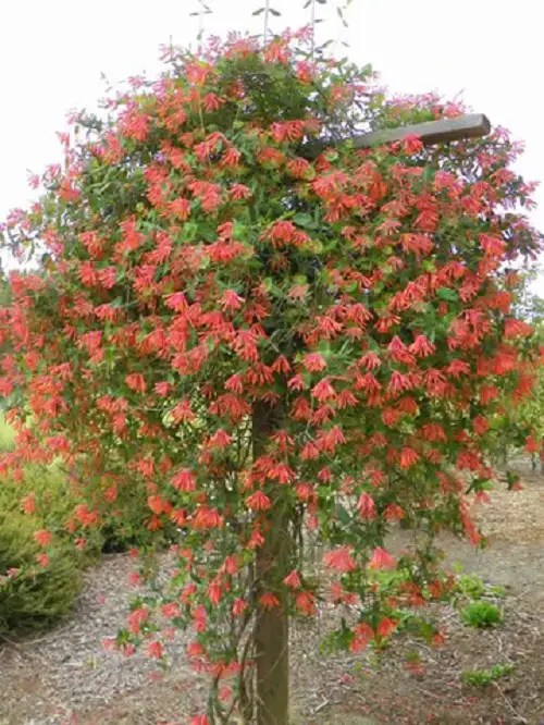 Trending diy trellis ideas 2
