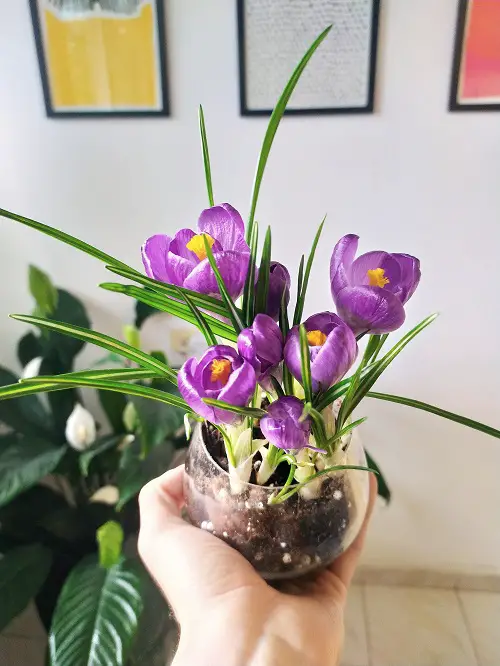 growing crocus in container 