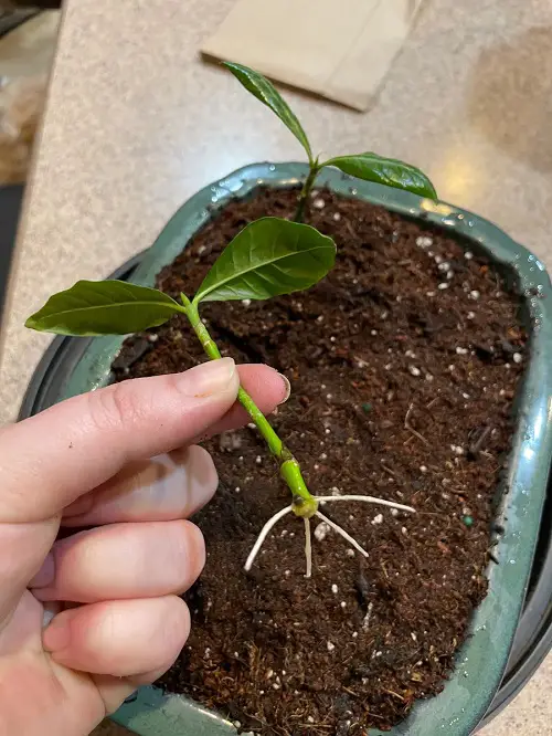 Transfer Any Cutting From Water To Soil in garden