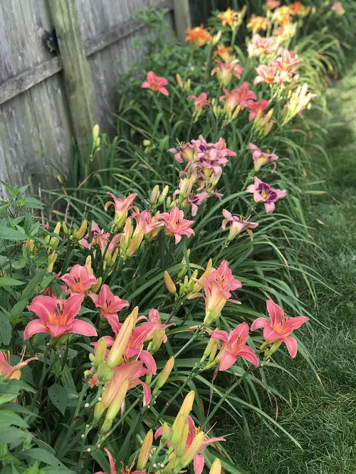 daylili flowers in full boom